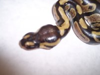 2011 100% Het. Albino & Pied Female...jpg