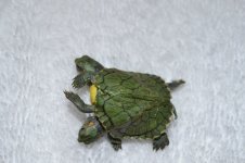 DSC_1314.jpg