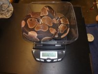 axanthic 001.JPG