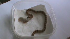 Thayeri King Snake 007.JPG