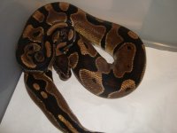 newpices 005.JPG