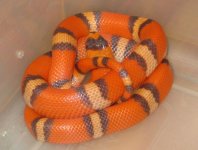 hypo tricolor wide.jpg