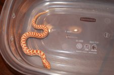 2011 hoggies 001.jpg