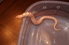 2011 hoggies 002.jpg
