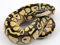 C32PastelLesserM1.jpg