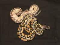 2011 Lesser Pastel and pastel.JPG