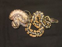2011 lesser pastel2 and pastel.JPG