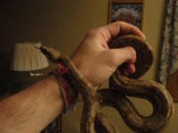 male hog island boa.jpg