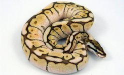 Lesser Bee 5.jpg