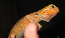 wilhelmina.jpg