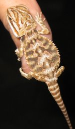 jellybean.jpg