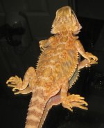 creamytrans2.jpg