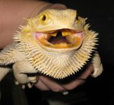 roar.jpg