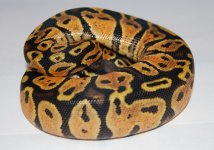 Pastel 01 2011.jpg