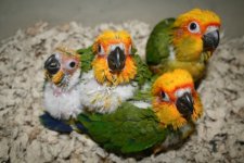 SunConure.jpg
