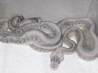 sterling and fire fly litter 012.JPG