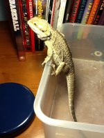 dragon2.jpg