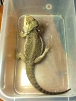 dragon3.jpg