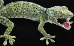 #25 Female Lite Green-BlueLR_3DS1345.jpg