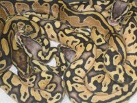 sterling and fire fly litter 010.JPG