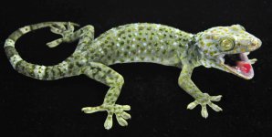 #25 Female Lite Green-BlueLR_3DS1343.jpg