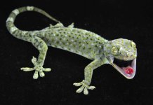 #25 Female Lite Green-BlueLR_3DS1324.jpg