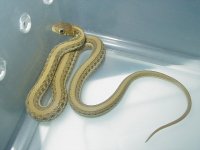 t eques scotti  09 21 08.JPG