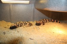 IMG_5319.jpg