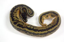 f_pied_pos_leo_1605.jpg
