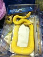albinoboa.JPG