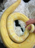 albinoboatail.jpg