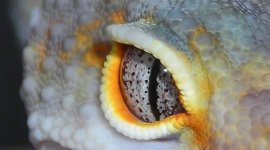 eye.jpg eye.jpg