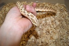 anery hognose 007.jpg