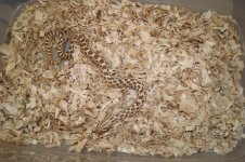 anery hognose 006.jpg