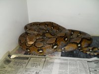 Gary's Home Grown Retics, Titus.JPG