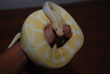 2010 female albino 1.jpg