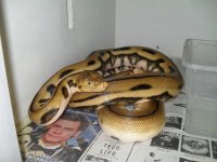 Gary's Home Grown Retics, Grumpy.JPG