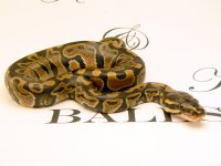 FIRST LIGHTBOX 041.jpg