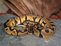 pastel #3.jpg