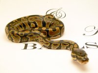 FIRST LIGHTBOX 043.jpg