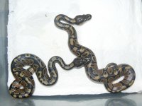 2011 babies 012.jpg