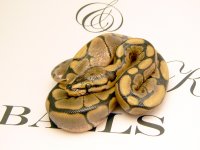 FIRST LIGHTBOX 020.jpg