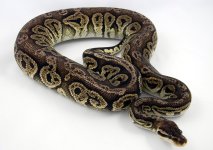 Black Pewter Male 1200g.jpg