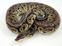 Black Pewter Male 1200g pic4.jpg