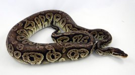 Black Pewter Male 1200g pic3.jpg
