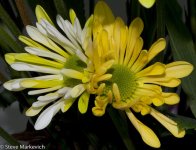 2 flowers.jpg