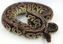 Black Pewter Male 1200g pic2.jpg