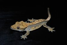 DSC_0016.jpg