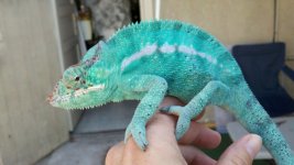 pantherblue.jpg