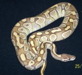 lesser female (2) (Large).jpg